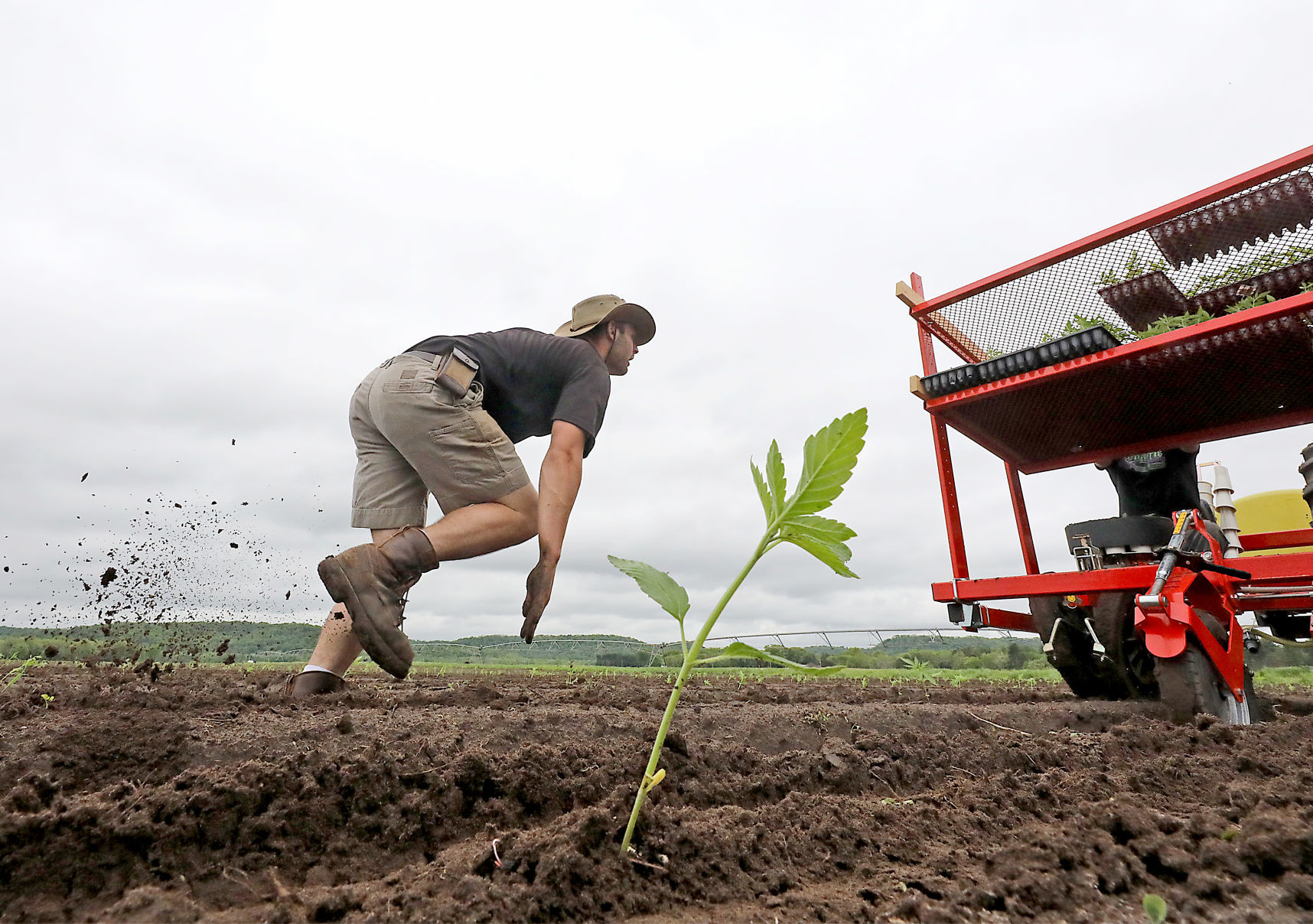 A hemp revival